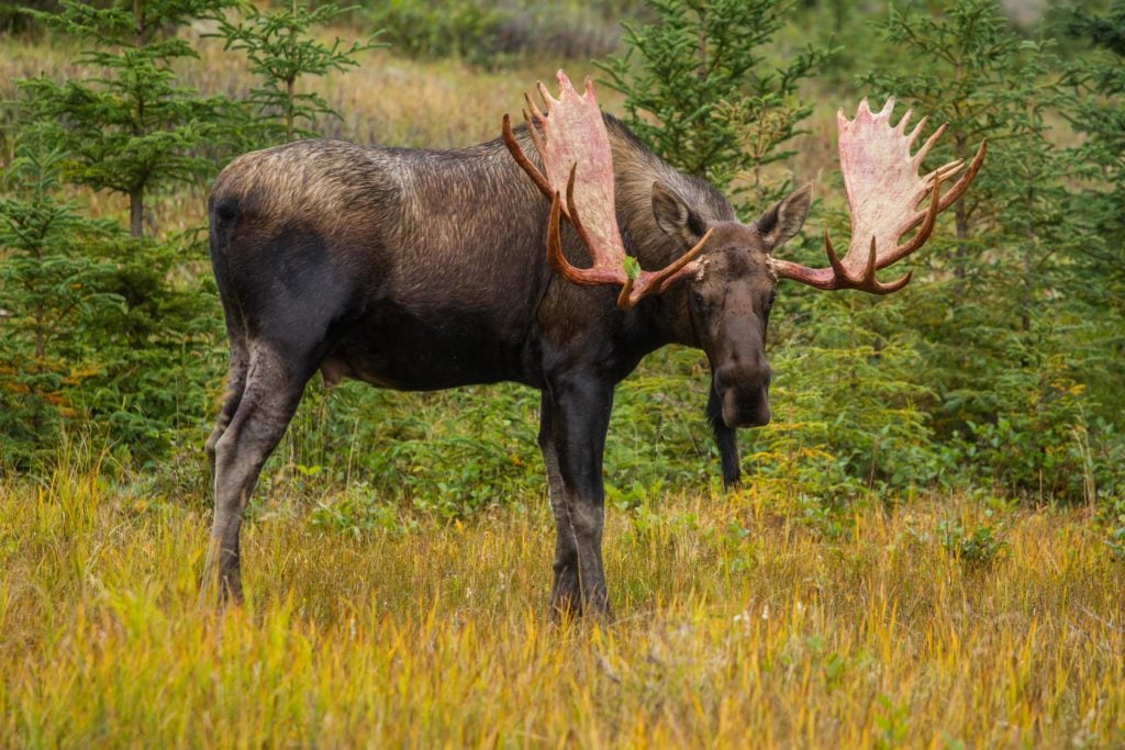 most dangerous animal in utah