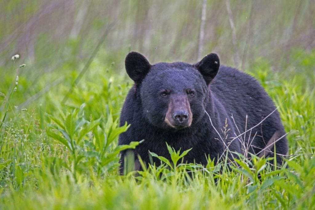 most deadly animals utah