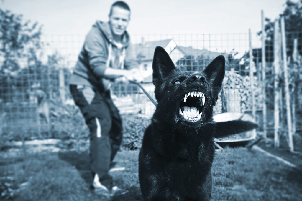 Dog Bite