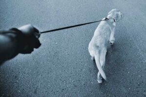 Dog walked on a leash